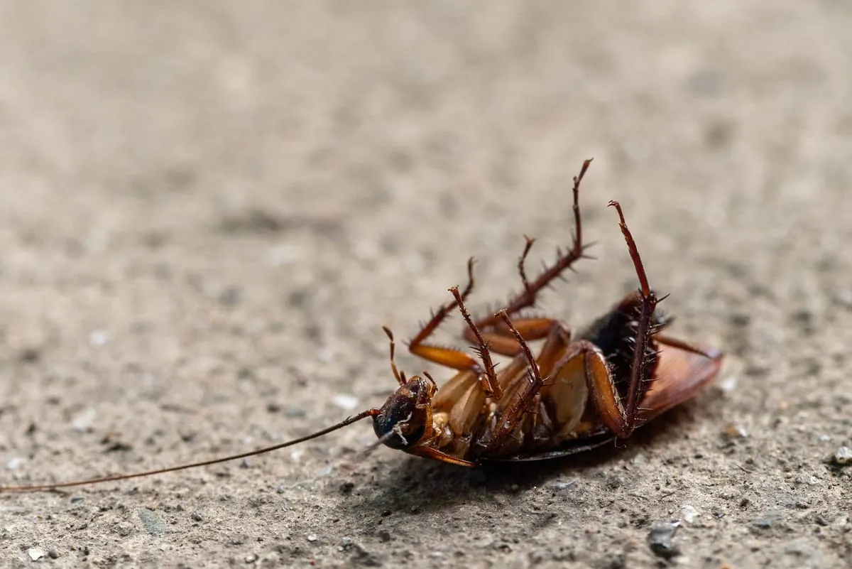 A dead cockroach lying on its back on a concrete floor