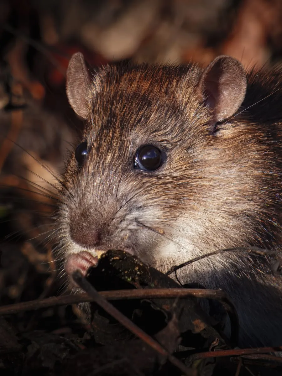 A brown rat feeding among leaf litter, photographed close up
